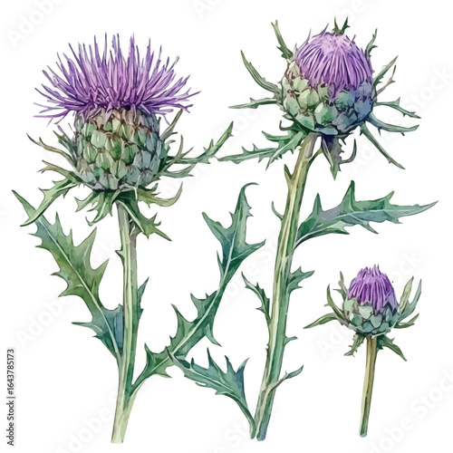 Painted in watercolor, this hand-drawn milk milk thistle plant is isolated on a white background, featuring an elegant vector design in EPS format. vector flower set design. illustration, Artwork set