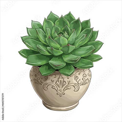 Charming Echeveria Elegans in a Decorated Pot A Botanical Beauty - Home Indoor Plant