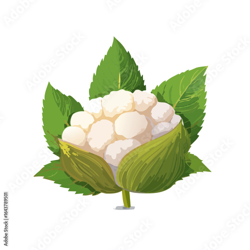Fresh cauliflower illustration with green leaves artistic detail nutritious vegetable organic food healthy raw ingredient isolated