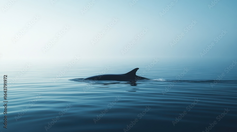 Minimalist Picture of a whale on the Mediterranean Sea, summer light
Minimalist Picture of a whale on the Mediterranean Sea, summer light