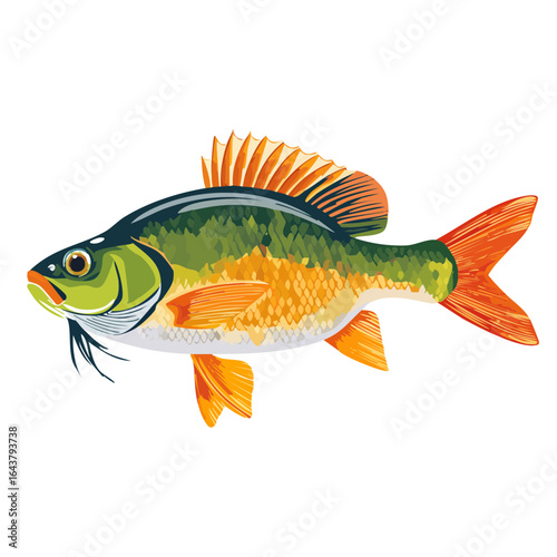 Colorful Freshwater Fish Illustration Swimming Single Isolated Fish Illustration