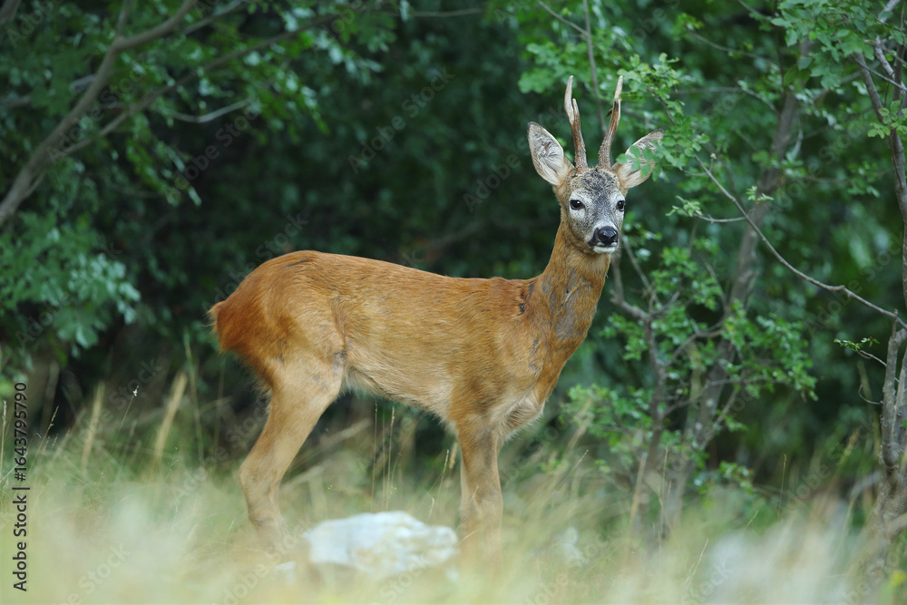 Roe deer in the Italian Karst Roe deer in the Italian Karst