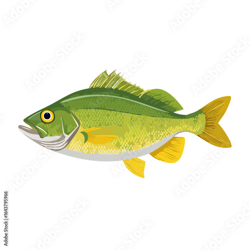 Green & Yellow Perch Illustration: Aquatic wildlife, fresh water fish illustration