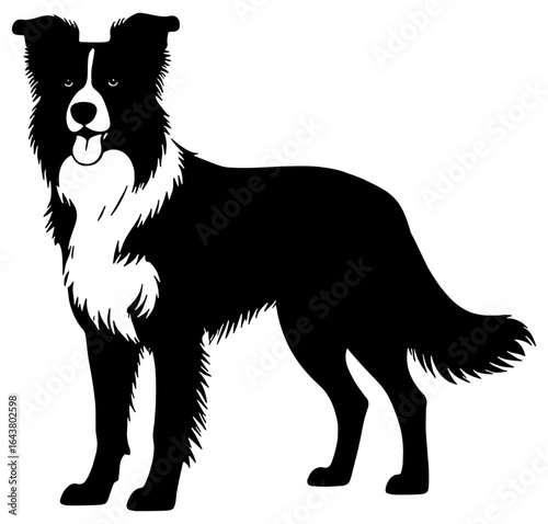 Border Collie dog illustration in black silhouette