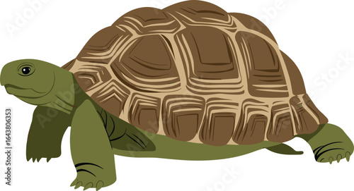 Cartoon illustration of a tortoise with detailed brown shell, green body, slow moving reptile, isolated on white background, wildlife drawing