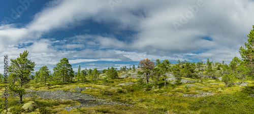Arktische Vegetation in Nordland, Norwegen