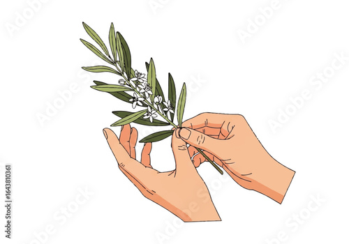 Delicate hands cradle olive branch, symbolizing peace. Suitable for diverse concepts like unity, harmony, ecofriendly themes, and natureinspired designs.