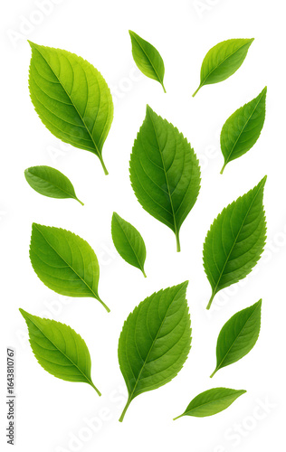 Green leaves floating in the air against .