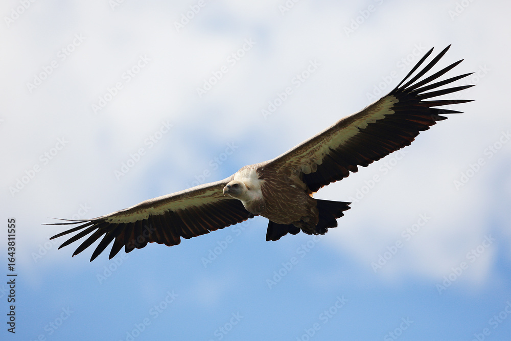 Fototapeta premium Griffon Vulture in flight in the Carnic Alps