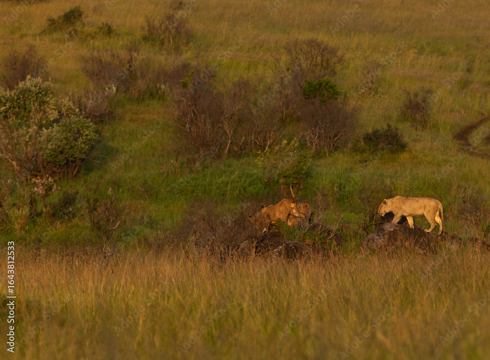 Naklejka premium Lions of black rock pride in rocky habitats, Masai Mara, Kenya