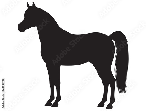 ARABIAN HORSE SILHOUETTE 