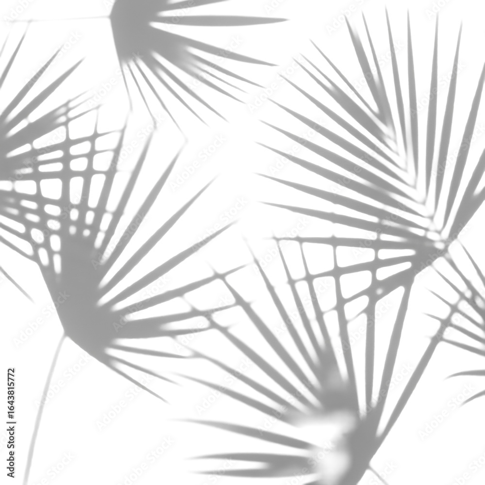 Obraz premium Multiple, overlapping, diffused, and gently blurred palm leaf shadows on a pristine transparent background, presented in a minimalist studio setting with soft top-down lighting, creating a serene