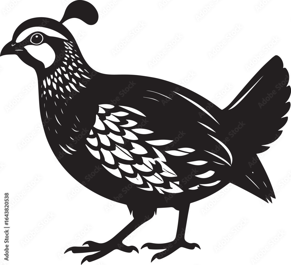 Fototapeta premium northern bobwhite quail vector silhouette, northern bobwhite quail clipart vector