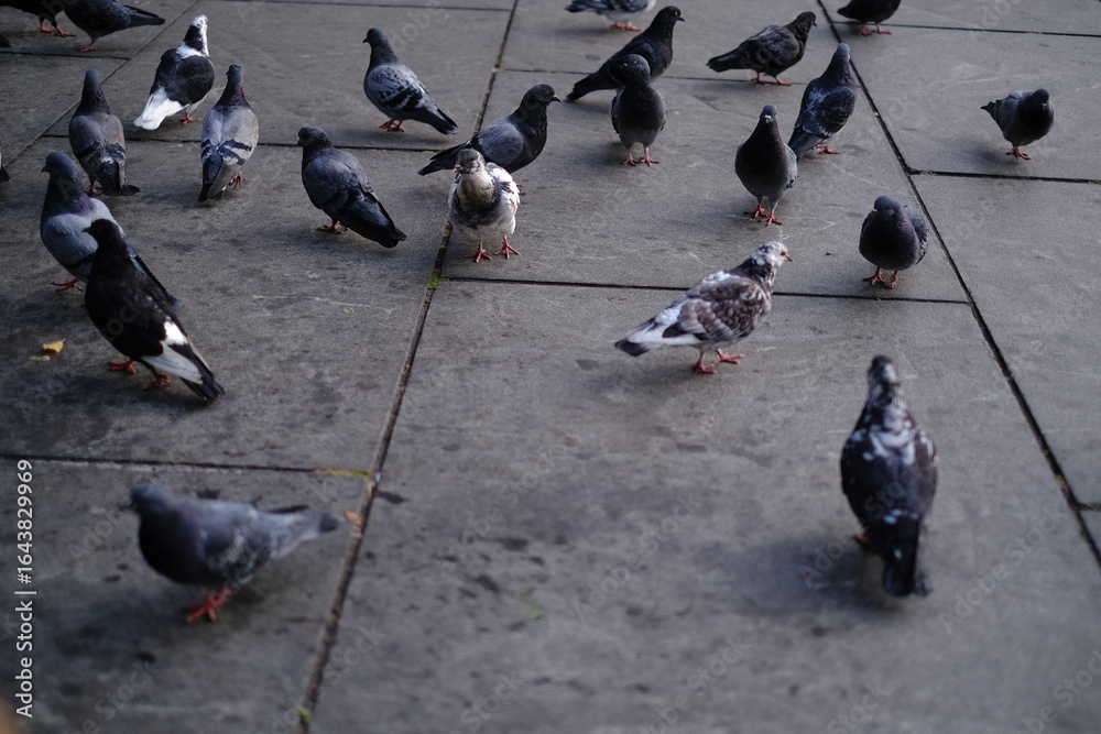 Fototapeta premium Pigeon 06