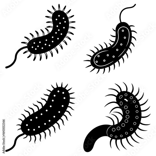 Four black and white illustrations of bacteria cells with flagella and surface projections shown clearly