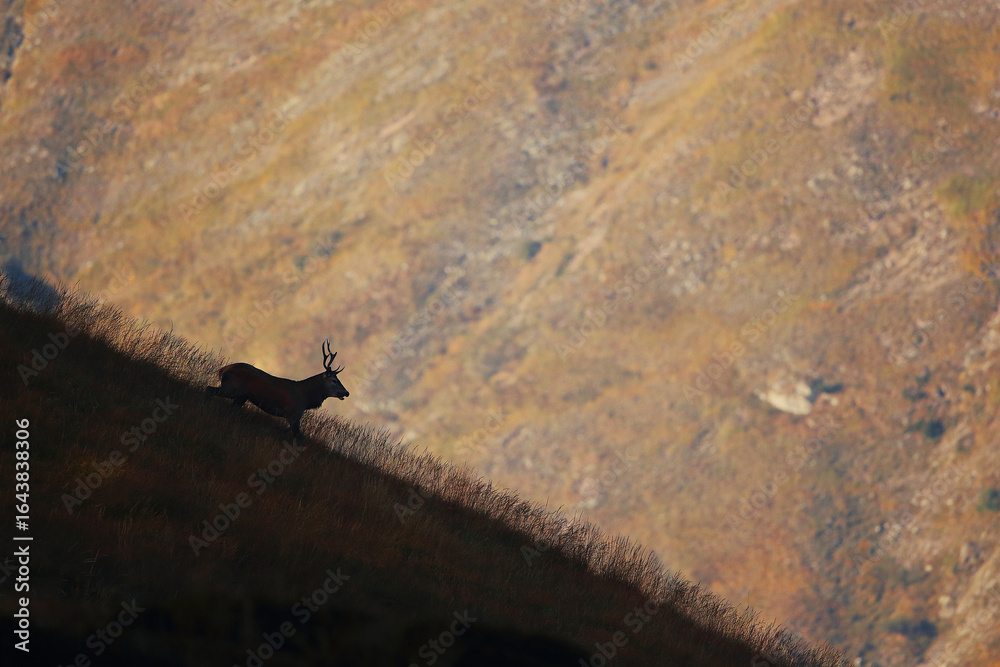 Obraz premium Deer in its mountain landscape