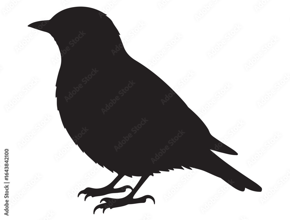 Obraz premium BLUEBIRD SILHOUETTE