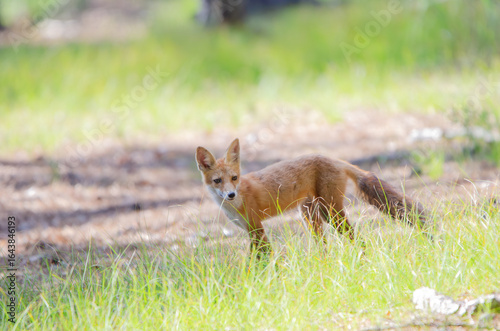 red fox vulpes