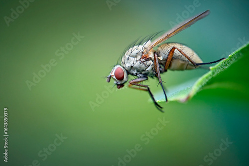 Brachfliege ( Delia coarctata ).