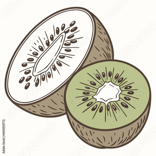 Detailed illustration of two halved kiwis one colored and one outlined