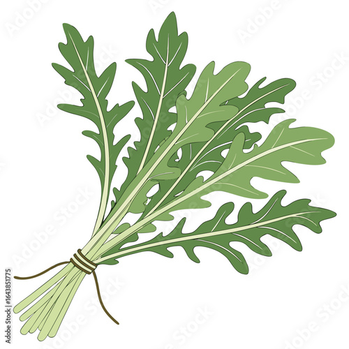 Illustration of a bunch of arugula tied together with string on white