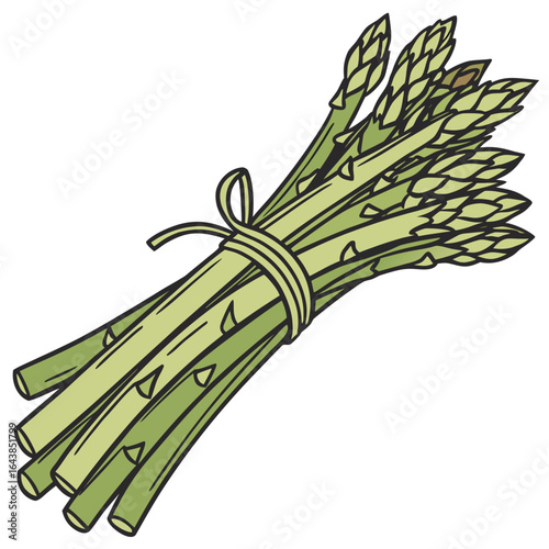 Bunch of freshly harvested asparagus tied together with a natural fiber string