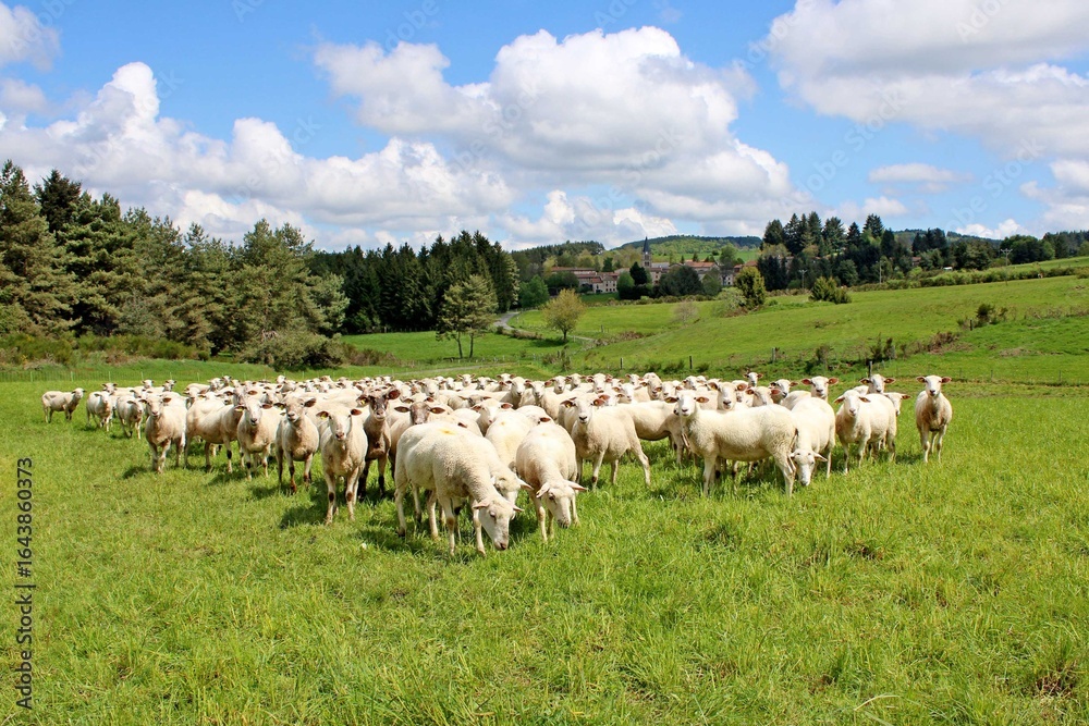 Obraz premium le troupeau