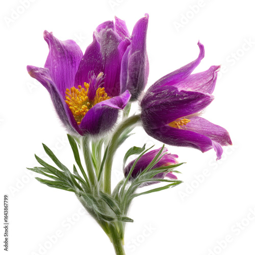 Wild flower purple pulsatilla patens, isolated on a transparent background.