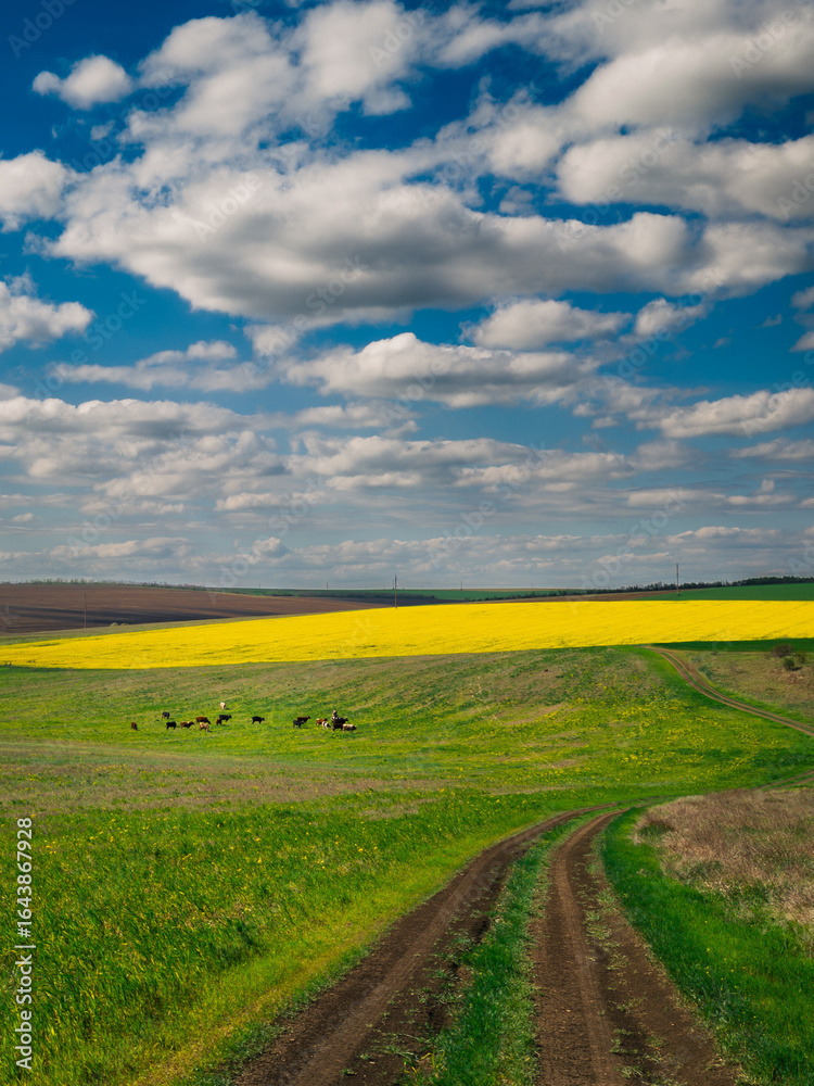 Obraz premium yellow field and blue sky