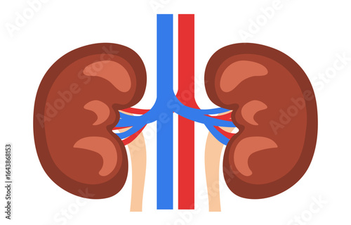 Human kidney. Kidney anatomy. Vector illustration isolated on white background.
