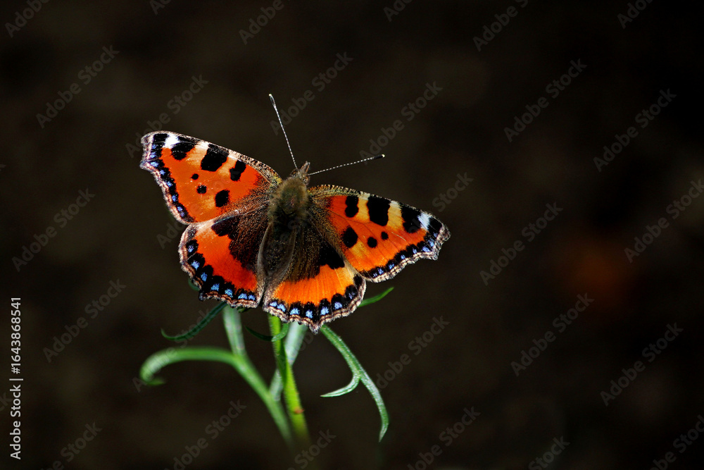 Fototapeta premium luminescence