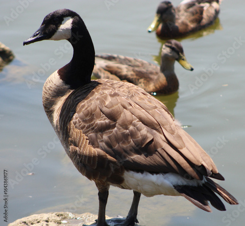 Canada Goose on the Shore