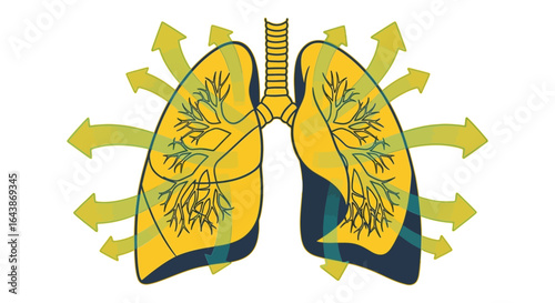 Exhalation Lung Illustration with Airflow
