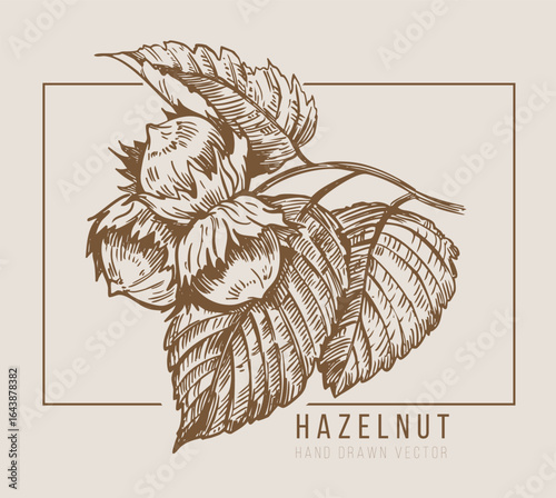 Hazelnut, monochrome vector illustration, hand drawn