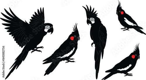 Black cockatoo silhouettes, red cheek birds, flying and perched poses, crest detail, exotic parrot vector, isolated, white background