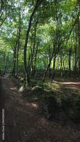 Sunlight filtering through trees in La Fageda d'en Jorda