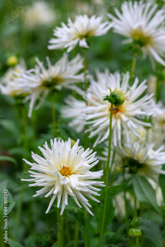 Beautiful white dahlias fully blooming in a lush green field, showcasing thei...