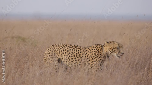 Gimbal close up of a collared cheetah (Acinonyx jubatus) yawning looking into the lens walking in savannah in kenya