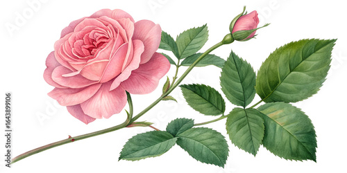 Pink rose flowers with green leaves isolated on transparent background  