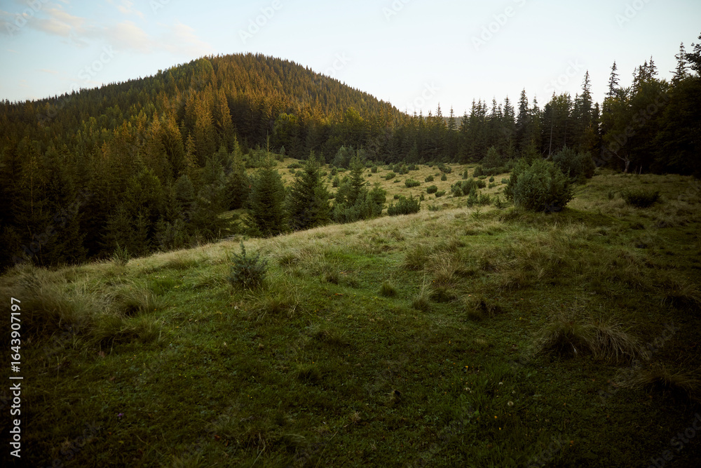 Obraz premium Lush green meadow under golden sunlight near a forested mountain in the late afternoon. Hiking in Carpathian Mountains. Ukraine