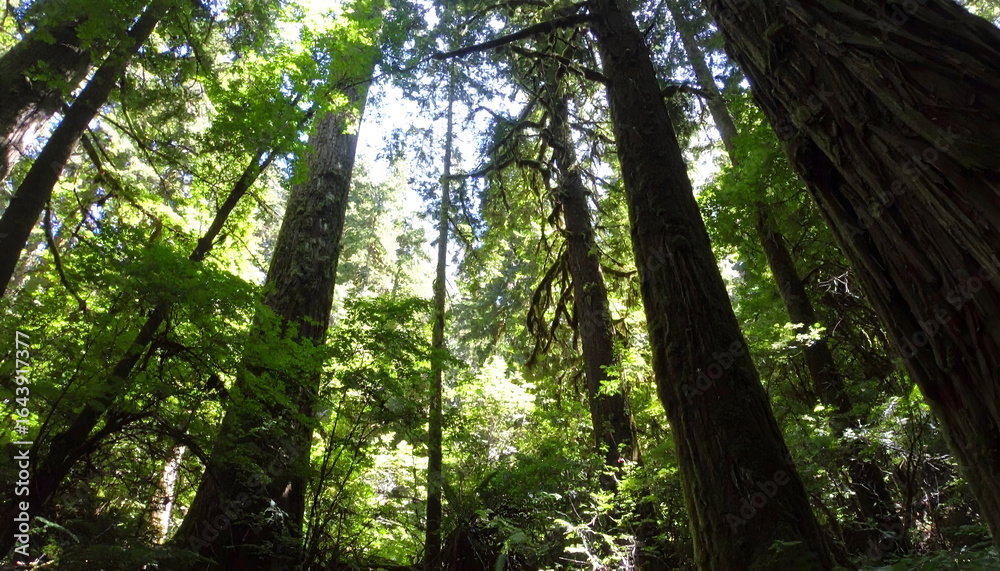 Fototapeta premium Lush Green Forest with Tall Trees Under Bright Sky and Sunlight Filtering Through Canopy