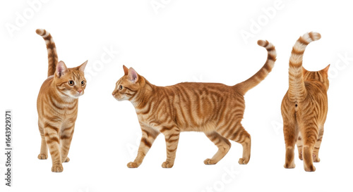 A vibrant ginger tabby cat, 1-2 years old, with amber-green eyes and striped orange fur, depicted in three dynamic full-body poses (walking, mid-stride, walking away) against a transparent studio