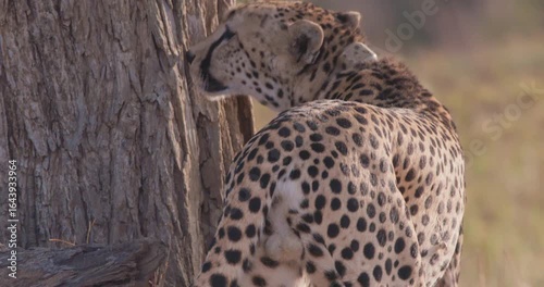 Wide gimbal tracking of collared Cheetah (Acinonyx jubatus) scent marking tree in grassy shrub savannah in morning in Kenya