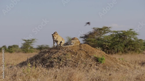 Very wide gimbal parallax of pair of Cheetah (Acinonyx jubatus) walking on termite mound in shrub savannah and birds fly in afternoon in Kenya