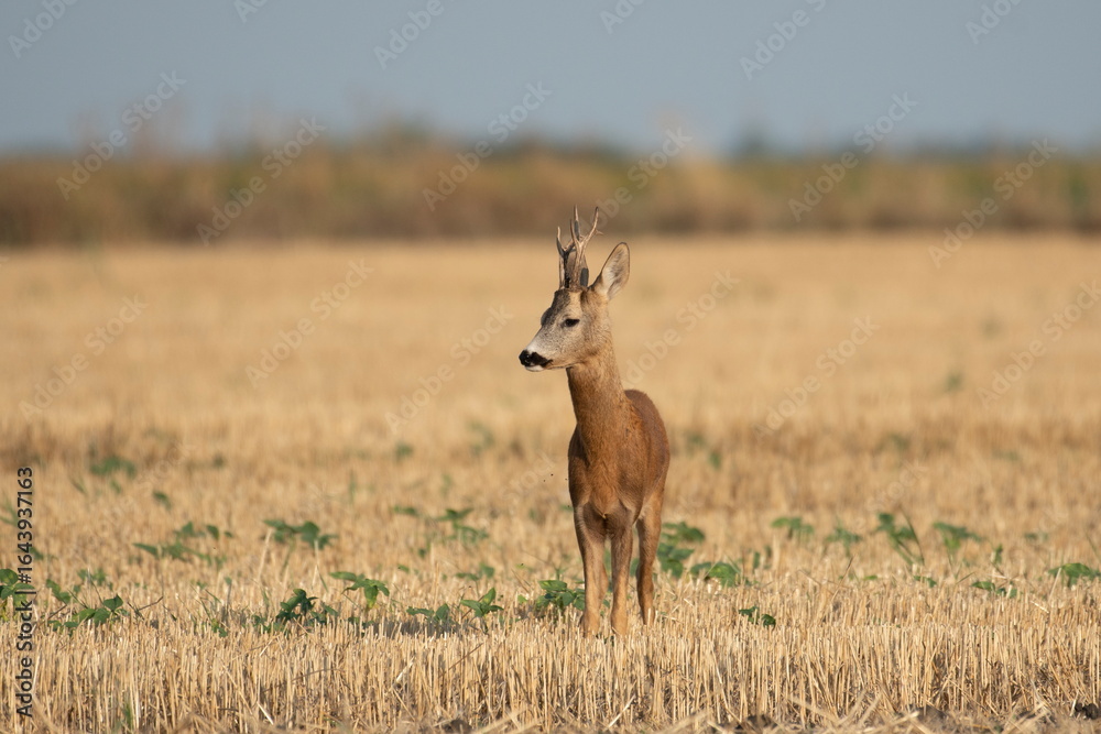 Fototapeta premium Photo of a beautiful roe deer in mating season