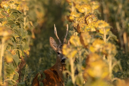 Photo of a beautiful roe deer in mating season