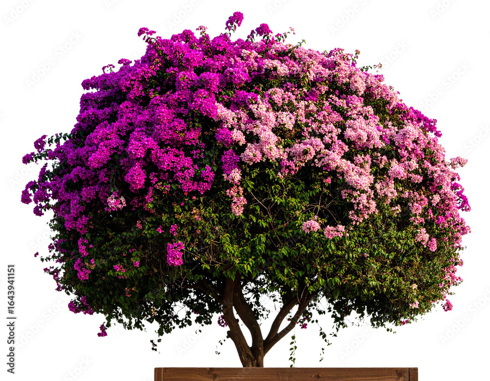 Naklejka premium Firefly_jungle leave plant isolated include clipping path on white background - Firefly_Bougainvillea Flower Tree Isolated (2)