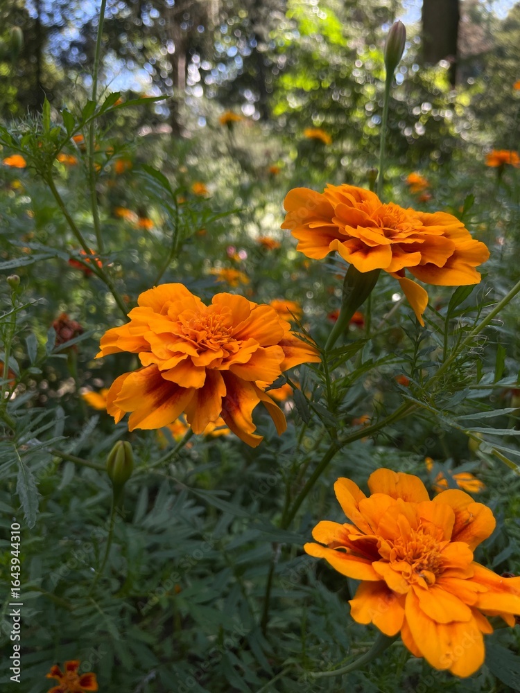Fototapeta premium orange flowers in the garden