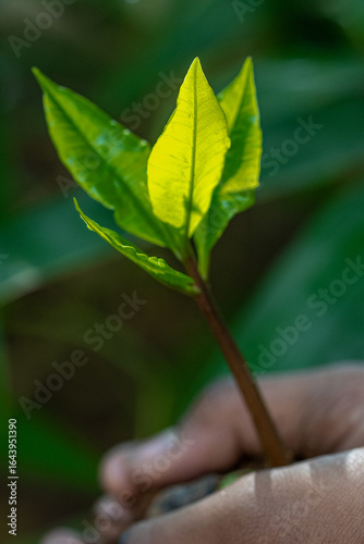 Hands Gently Holding a Young Green Sapling with Fresh Leaves Growing in Rich Soil, Symbolizing Care for Nature, Environmental Protection, and Sustainable Growth