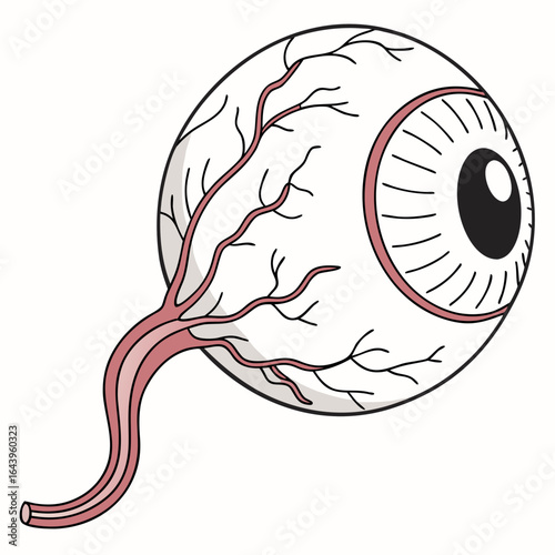 Illustration of a human eyeball with blood vessels isolated on white background, a vital organ for sight and vision
